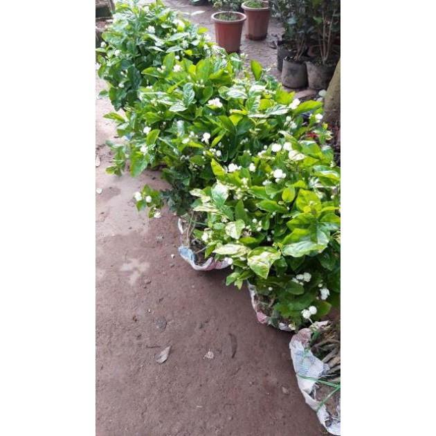 Hoa nhài khóm to sẵn hoa