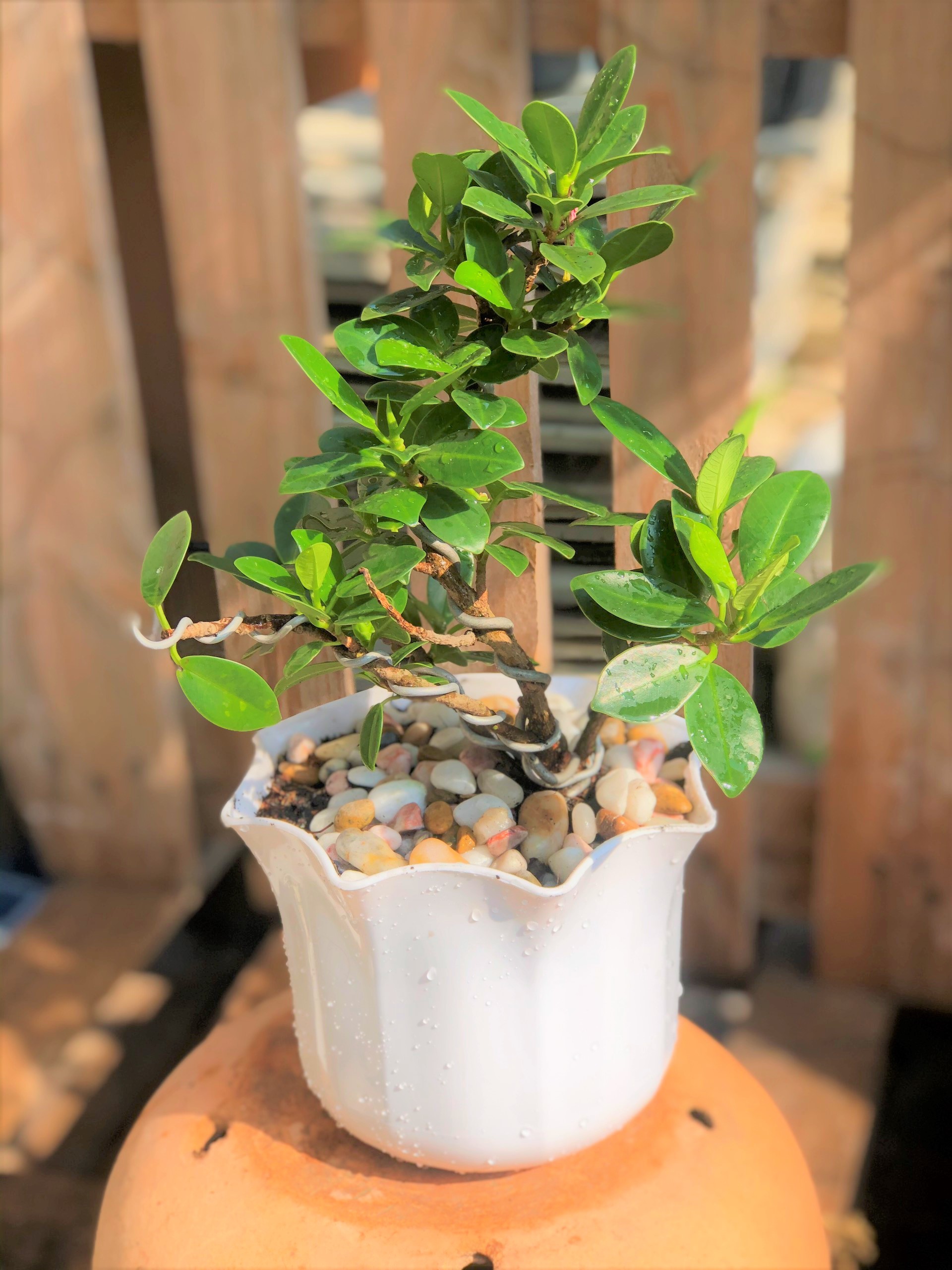 Cây si Nhật dáng bonsai