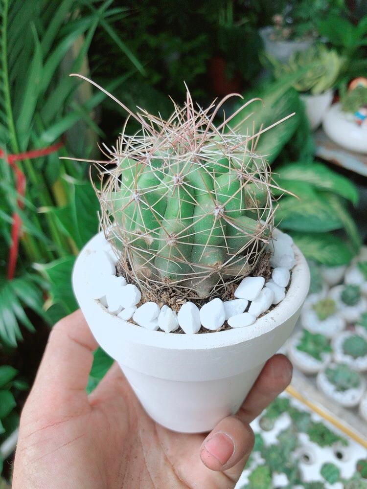 Chậu Cây Xương Rồng