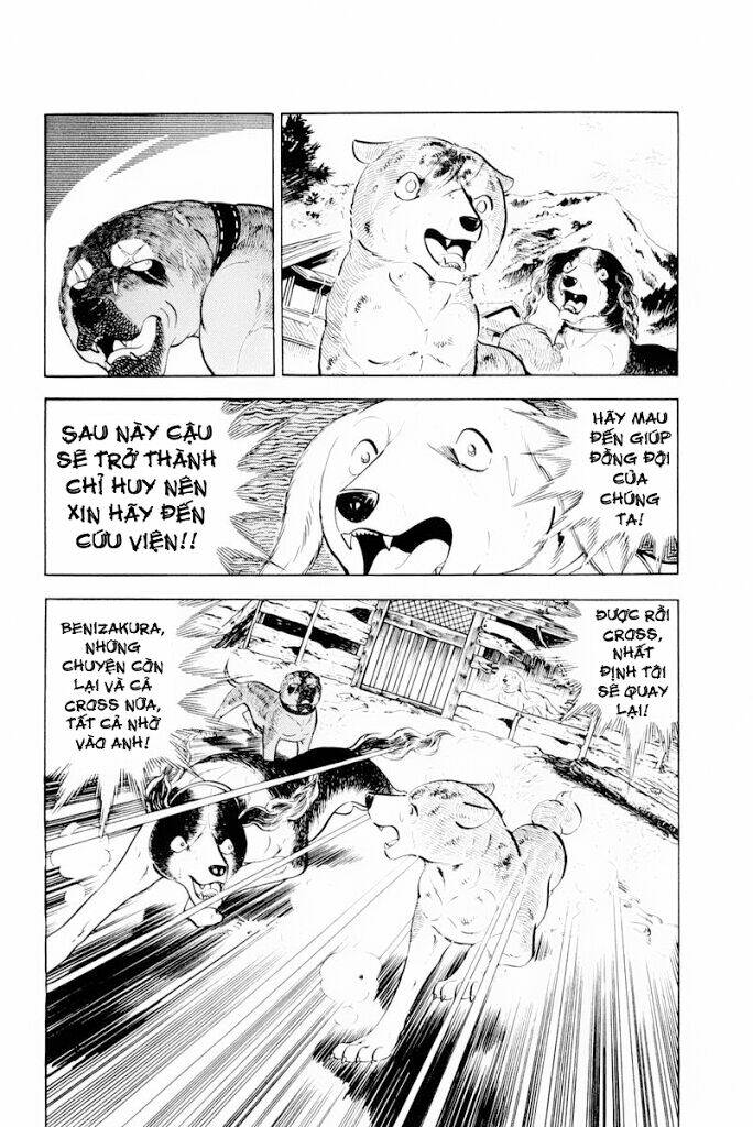 chú chó có nghĩa - ginga nagareboshi gin chapter 30 8
