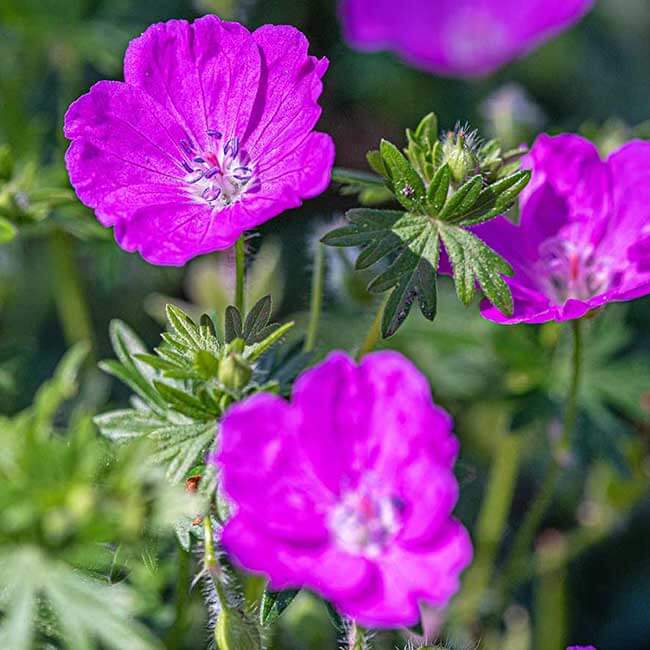 Tinh Dầu Thiên Nhiên Hoa Phong Lữ Nomad Essential Oils Geranium