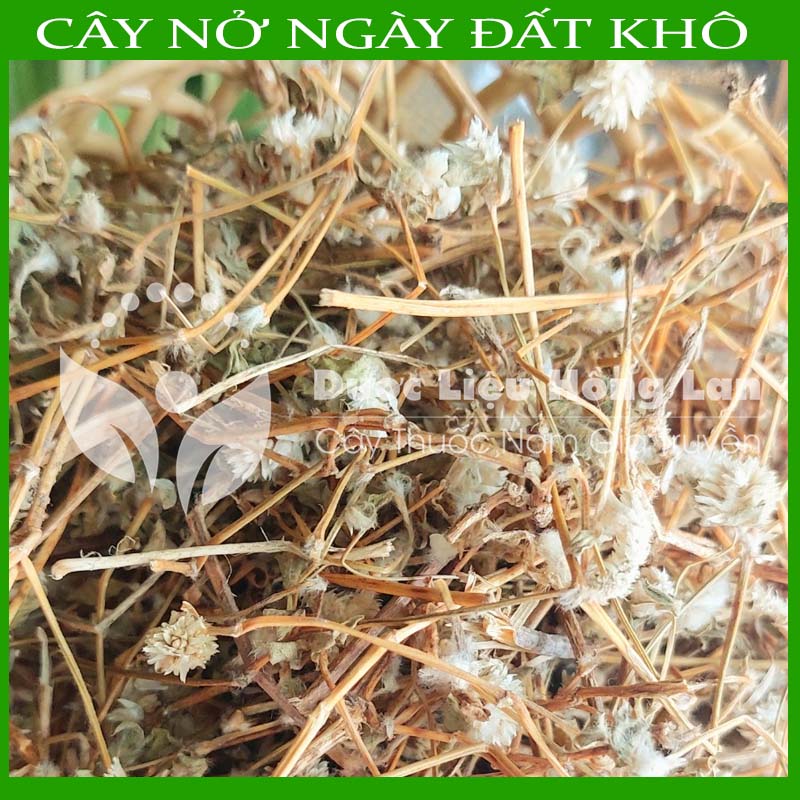 1KG Cây Nở ngày đất khô sạch (Hỗ Trợ Tiểu Đường, Khắc Tinh Bệnh Gút (Gout))