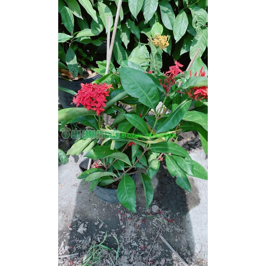 Cây Hoa Trang Mỹ Màu Đỏ