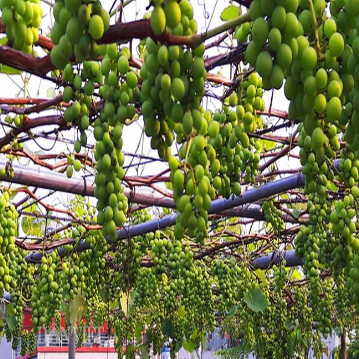 Hạt giống nho xanh leo gian 10 hạt/gói