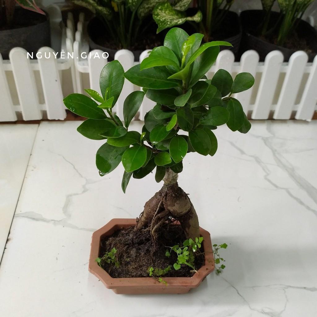 CÂY SANH LÙN NHẬT BONSAI MIMI SIÊU ĐẸP, CÂY PHONG THỦY ĐỂ BÀN VƯỢNG KHÍ CHO GIA CHỦ