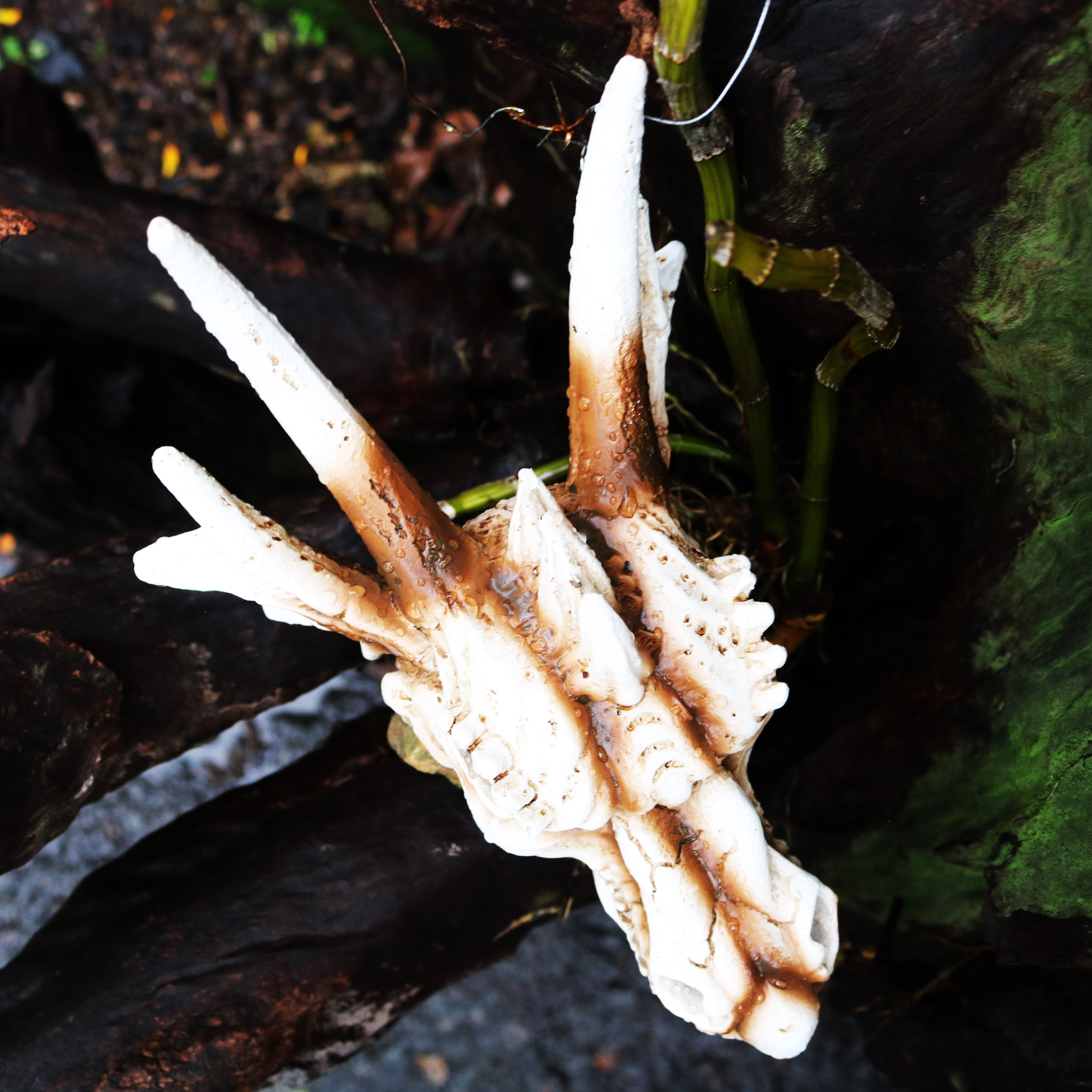 Mô hình Đầu rồng phong thủy trang trí bể thủy sinh - hồ bán cạn