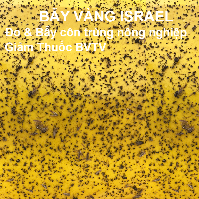 BẪY MÀU CÔN TRÙNG SINH HỌC GADOT ISRAEL CHO RAU SẠCH, RAU THỦY CANH, RAU KHÍ CANH VÀ NÔNG NGHIỆP SẠCH . Kích thước ngang 0.18M x Dài 20M trải nghiệm