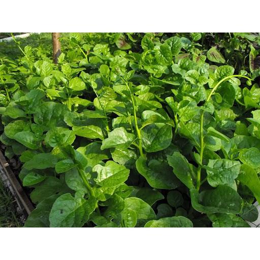 Hạt Giống Mồng Tơi Cao Sản Mồng Tơi Lá To 15Gr - Phú Nông Seeds - Shop Phân Bón và Hạt Giống