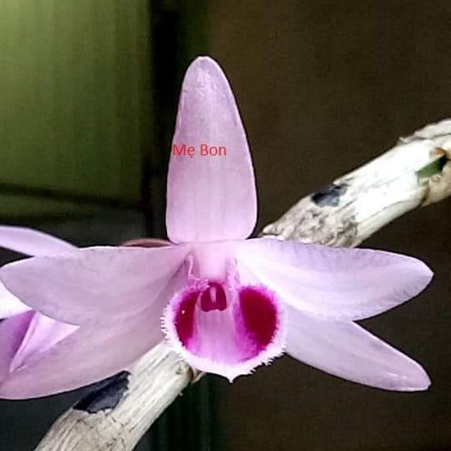 CÂY GIỐNG HOA LAN GIẢ HẠC HÒA BÌNH cây cực đẹp