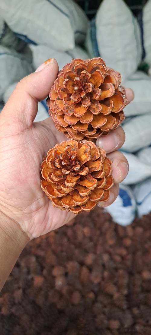 Quả thông trang trí giáng sinh, có sơn phủ bóng