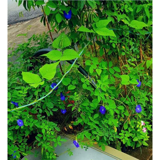 Hạt giống hoa đậu biếc cánh đơn KNS3525 - Gói 10 hạt