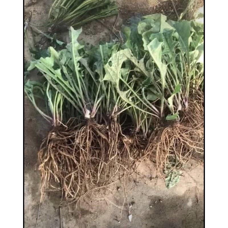 Nhánh hoa đồng tiền cổ