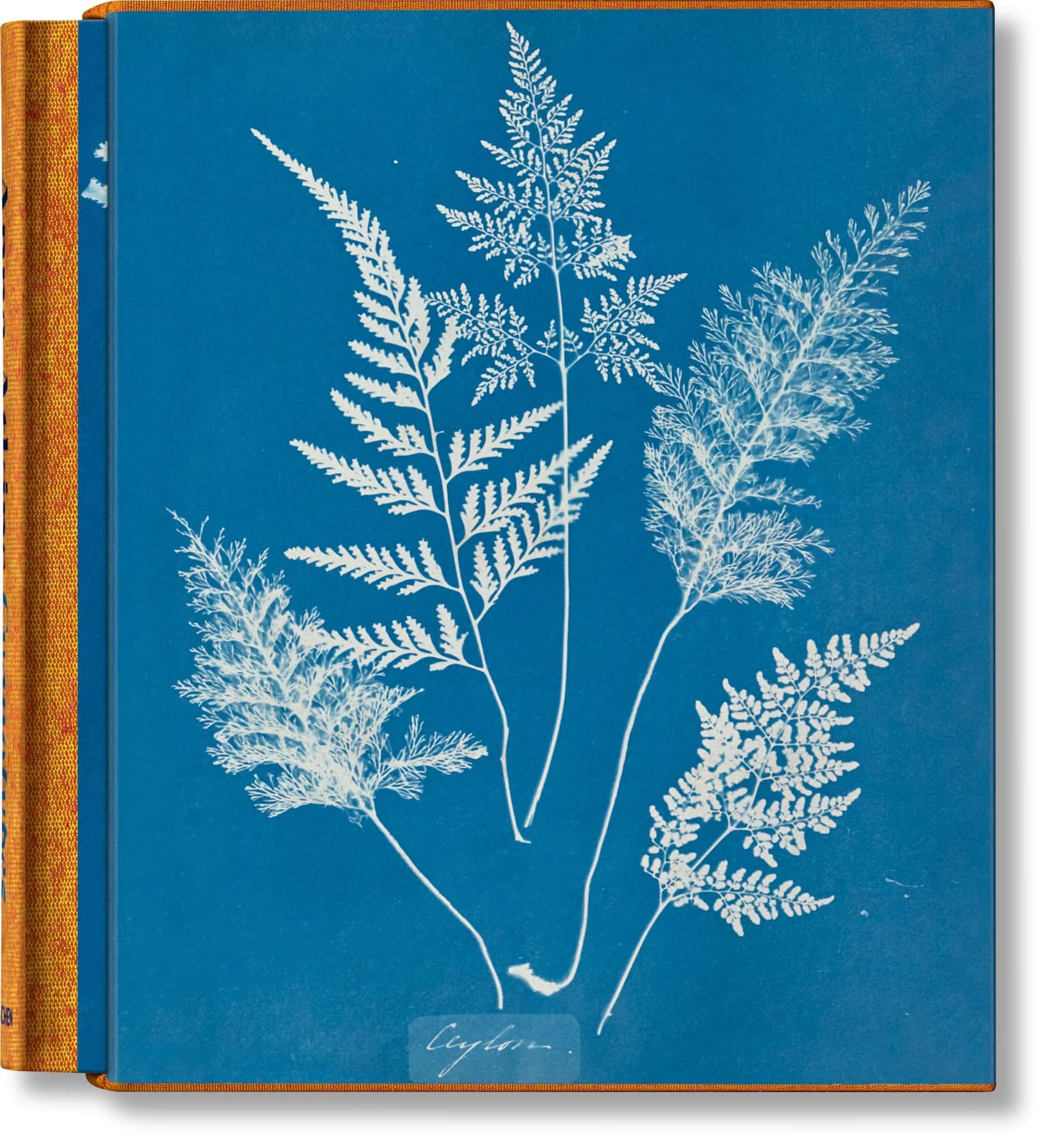 Artbook - Sách Tiếng Anh - Anna Atkins: Cyanotypes