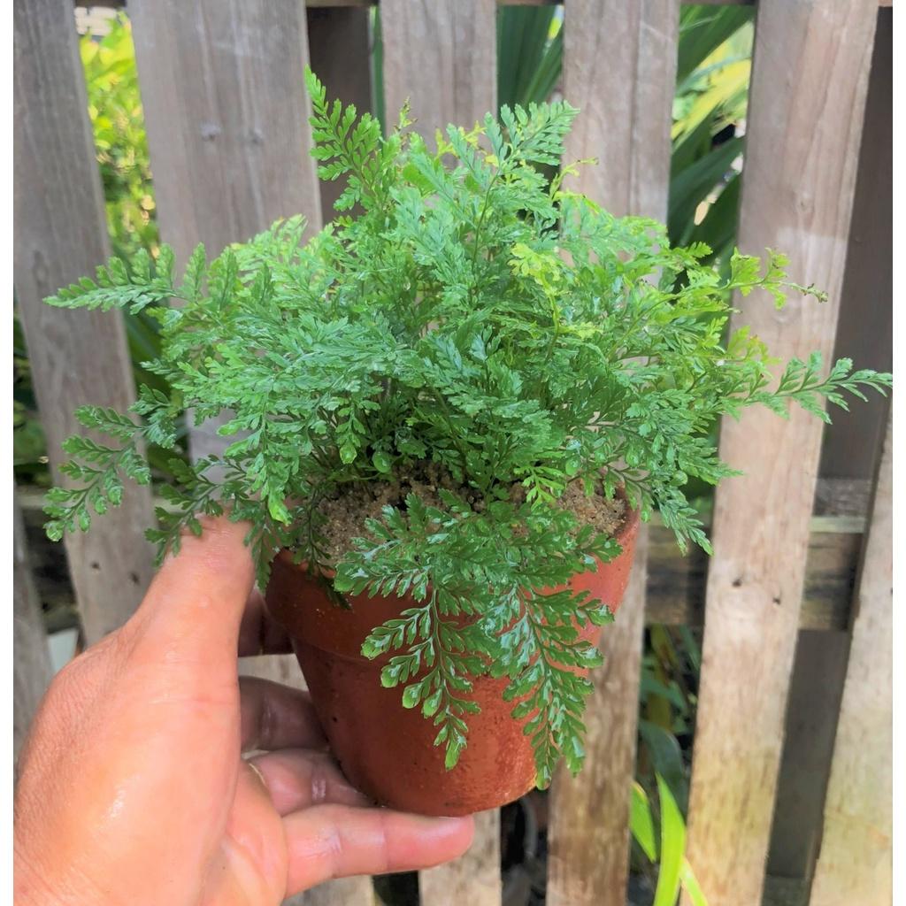 Chậu đất nung cây dương xỉ Pháp