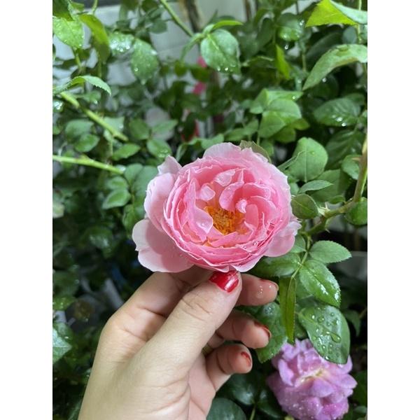 Hoa Hồng leo eckart - bầu to cây trưởng thành