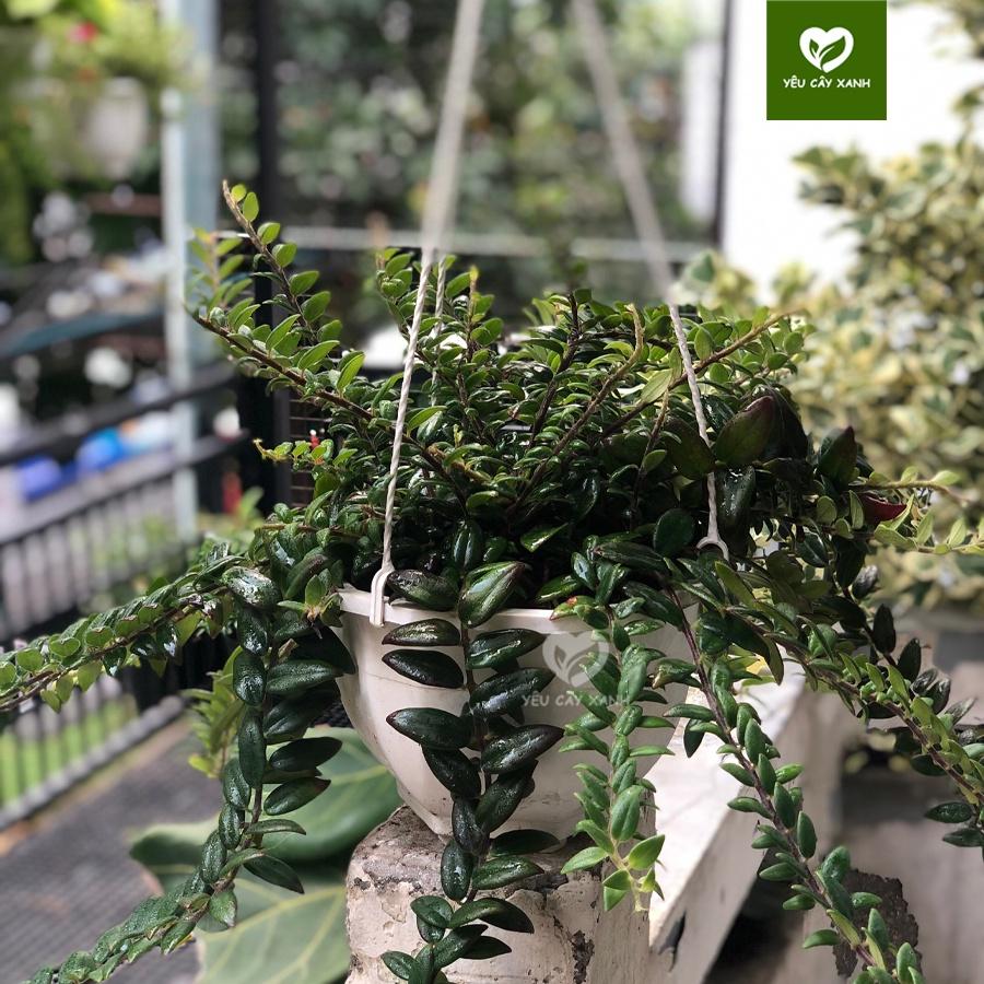Cây Lan Tim - Chậu Treo nhánh dài khoảng 25cm