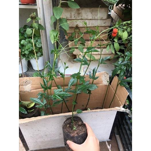 Cây giống Gấc nếp cao sản