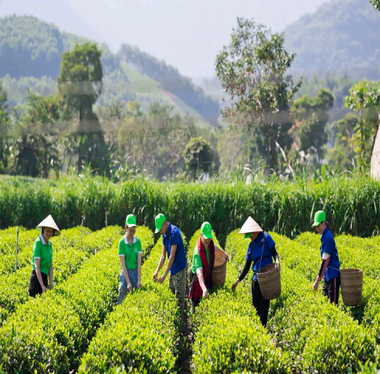 200g CHÈ TRÀ ĐẶC BIỆT THƠM NGON TRÀ THÁI NGUYÊN LOẠI ĐẶC BIỆT