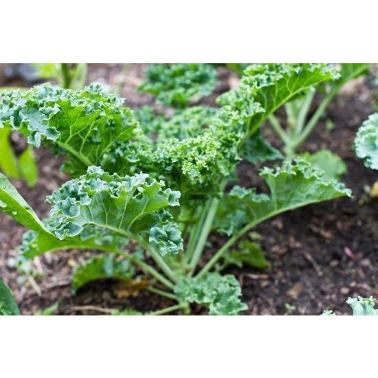 Hạt giống rau cải kale xoăn gói 20 hạt