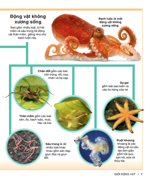 Tri Thức Trong Lòng Bàn Tay - Bách Khoa Thiếu Nhi - Động Vật (Bìa Cứng) (Tái Bản 2022)