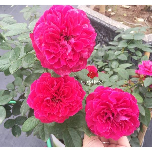 Hoa hồng ngoại Royal siêu thơm