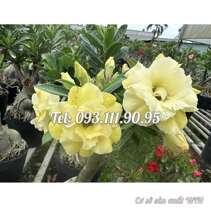 Hạt giống hoa sứ ghép Thái Lan hoa vàng cánh to - Bịch 10 hạt – Mã số 2092