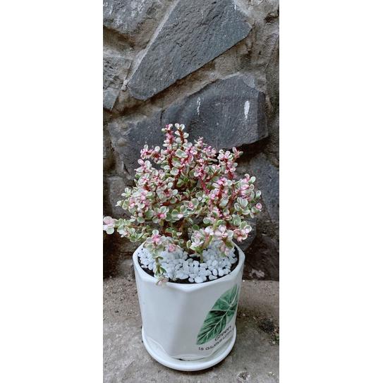 Chậu Cây Cành Vàng Lá Ngọc