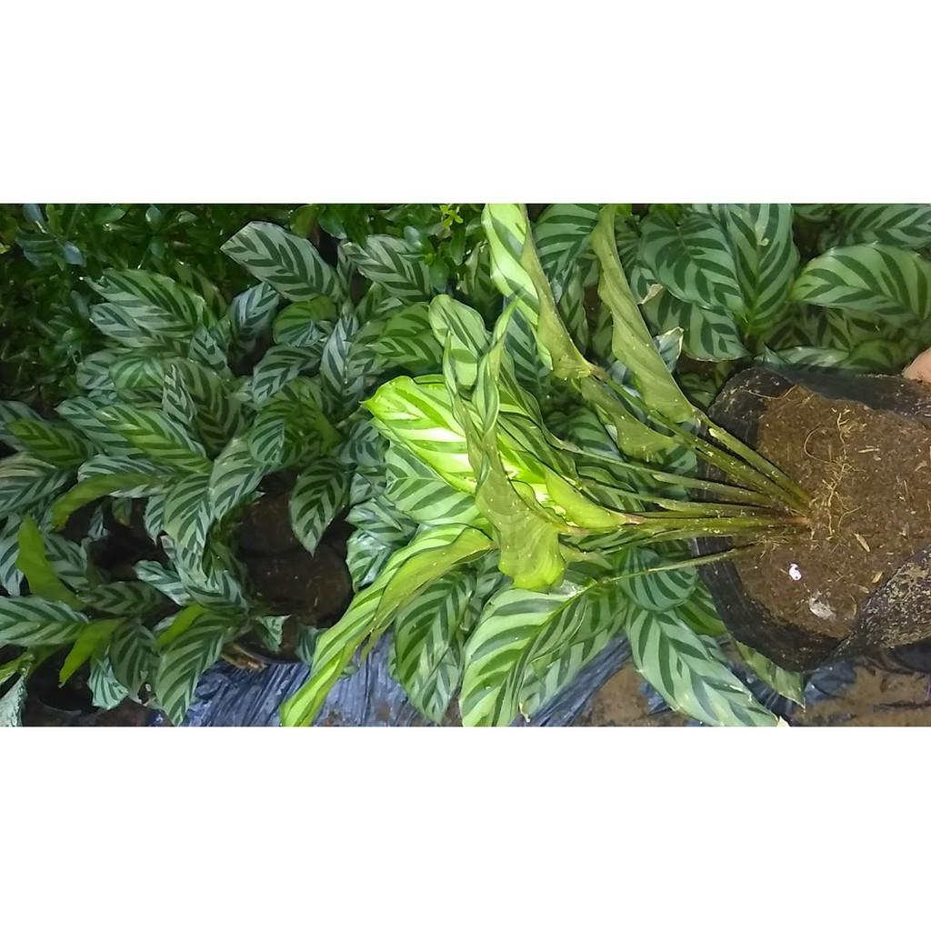 Cây đuôi công sọc xanh CALATHEA CONCINNA