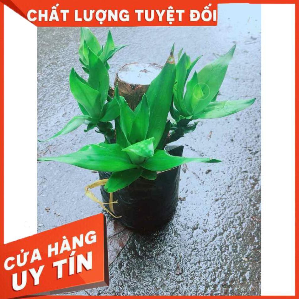Phát Tài Mini Nhiều Người Mua