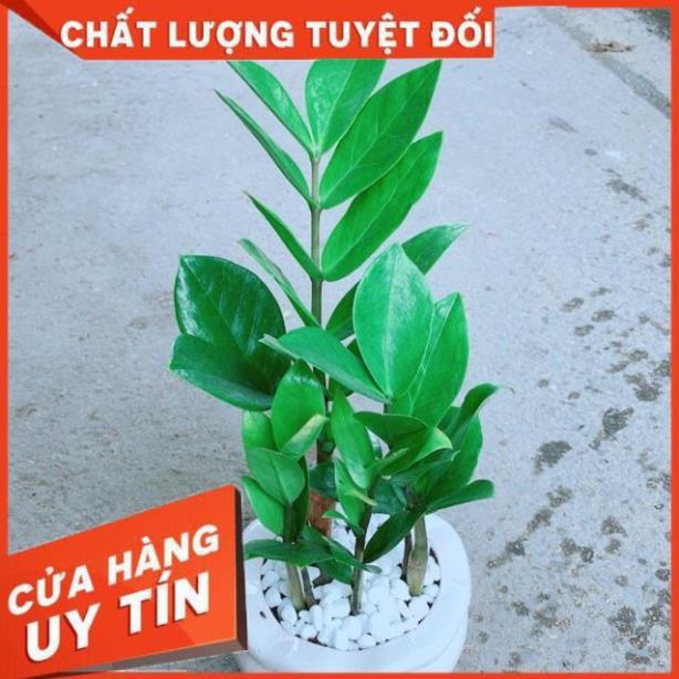 Chậu Kim Tiền Thái