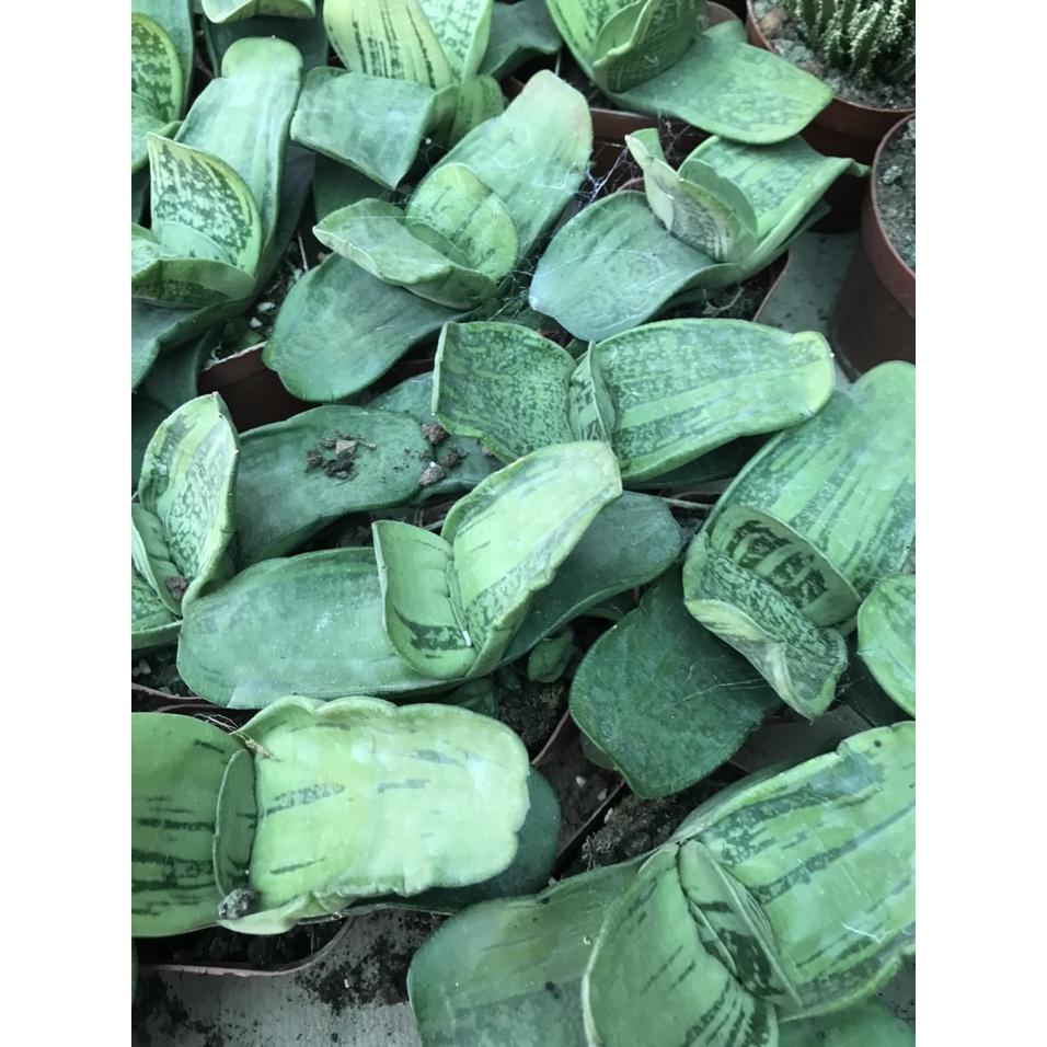 Cây Sen Mỏ Vịt - cây cảnh để bàn + tặng phân bón cho cây