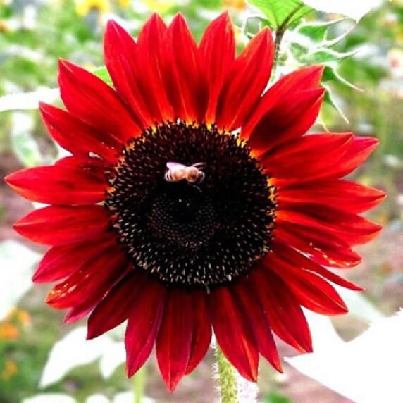 HẠT GIỐNG HOA HƯỚNG DƯƠNG ĐỎ F1 DỄ TRỒNG RA HOA SAU HAI THÁNG