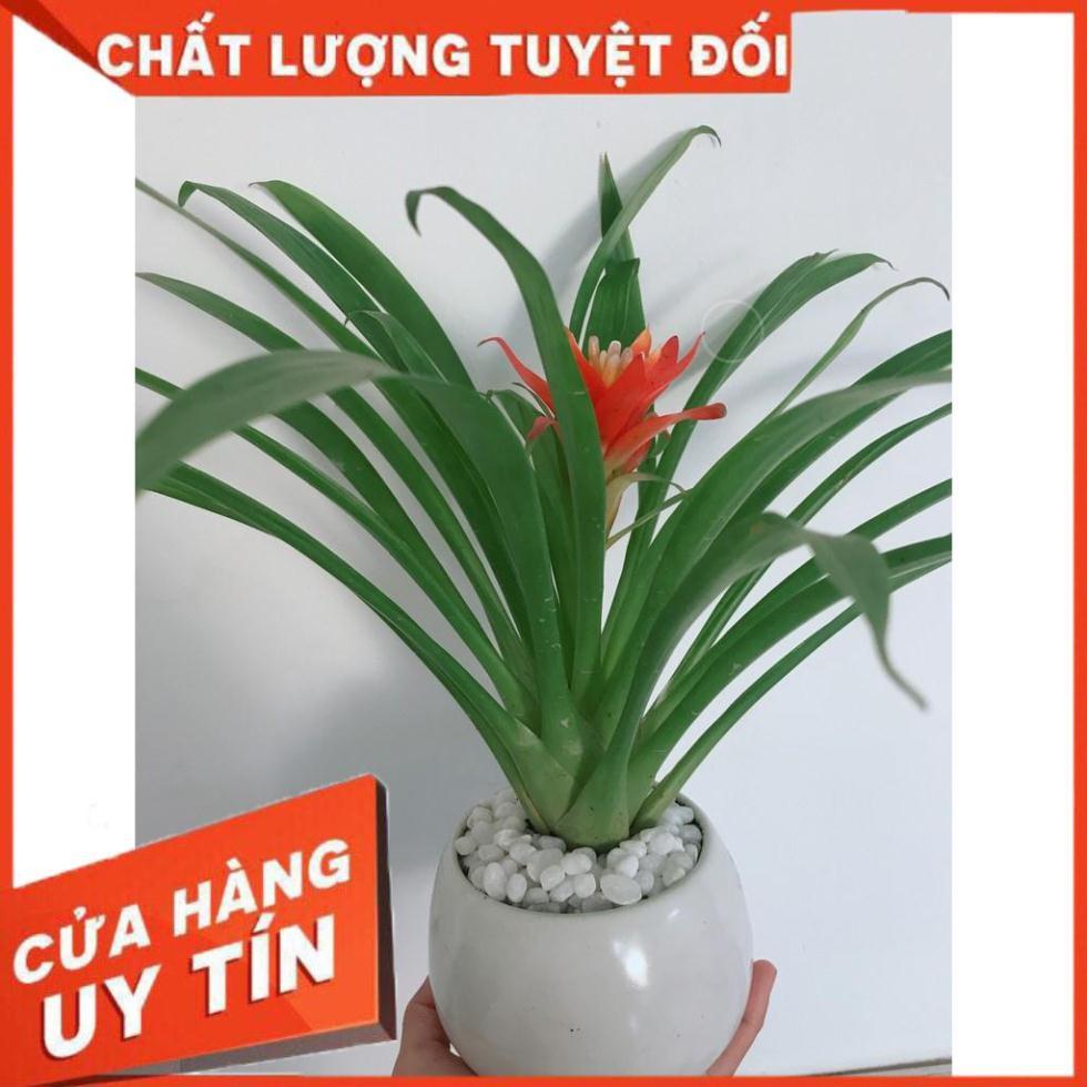 Chậu cây phong lộc hoa