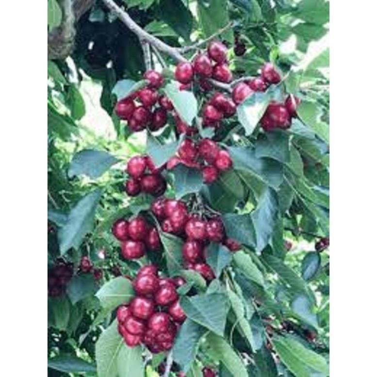 Cây giống chery chịu nhiệt chuẩn giống hàng F1