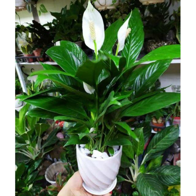 Chậu hoa lan ý nhiều thân, xum đẹp