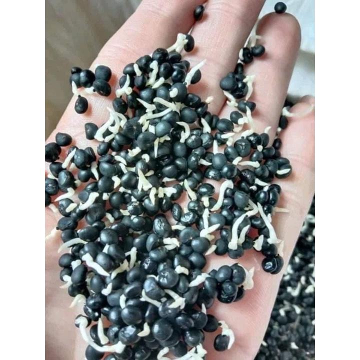 HẠT GIỐNG MĂNG TÂY XANH CHUẨN F1