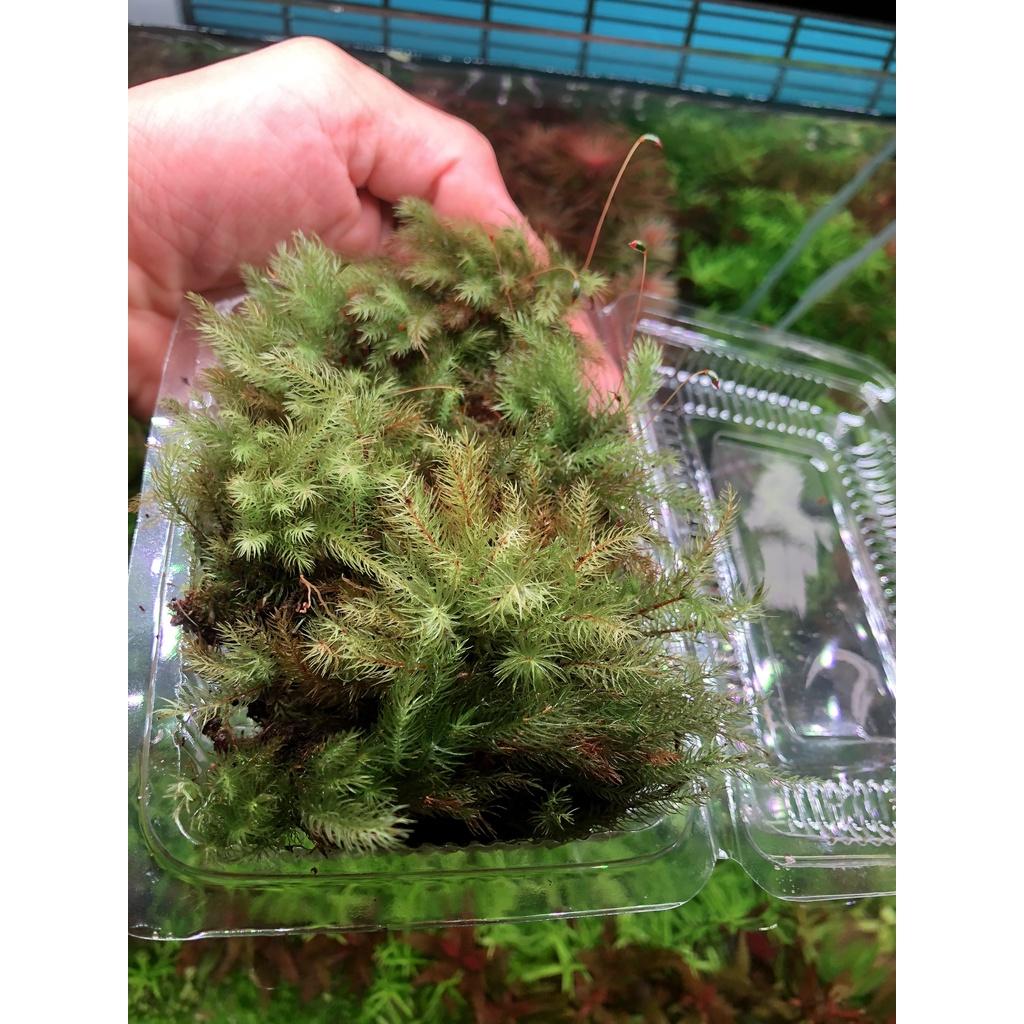 Rêu Spiny, rêu đuôi sóc set bể terrarium, bán cạn