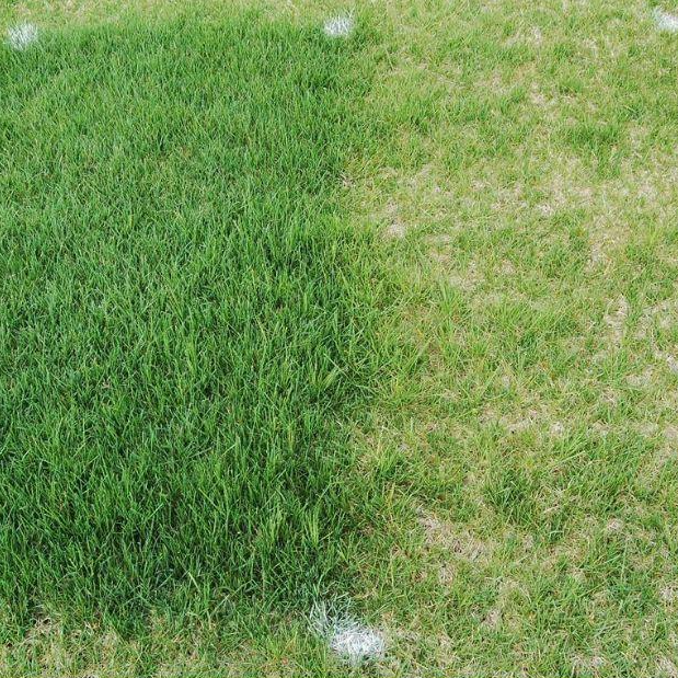 Hạt Cỏ Bermuda -500g - Cỏ Gà - Cỏ Thảm cảnh - Cỏ Sân Vườn