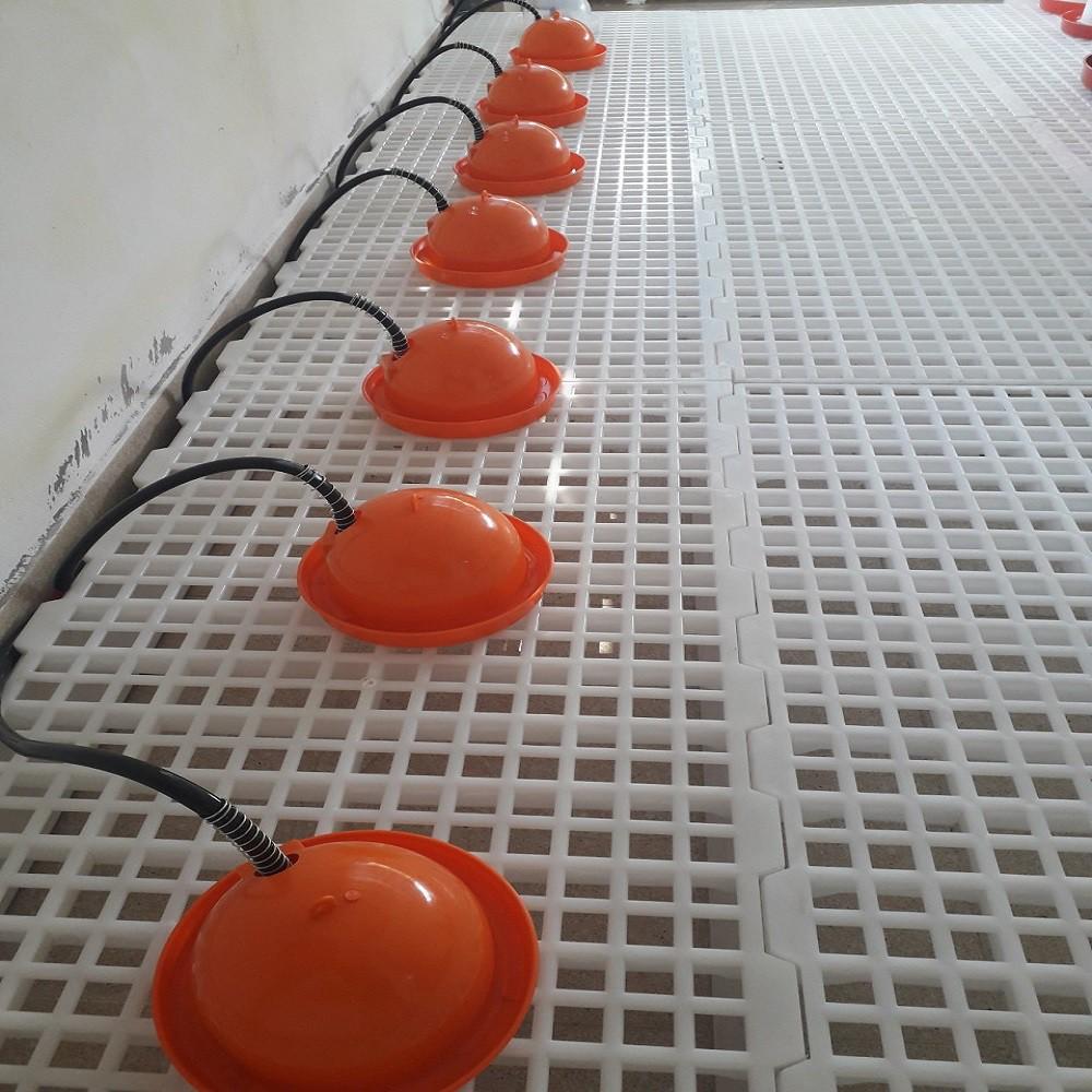 Máng uống cho chim cút - gà vịt