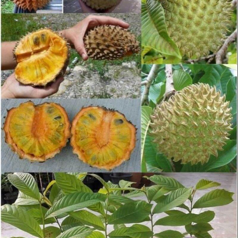 CÂY GIỐNG NA NAM MỸ SIÊU SỚM