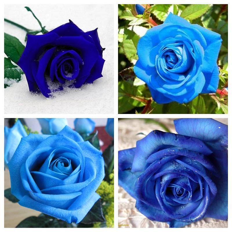 Hat giống hoa hồng xanh dể trồng f1 - Gói 10 hạt-tặng kèm gói kích mầm