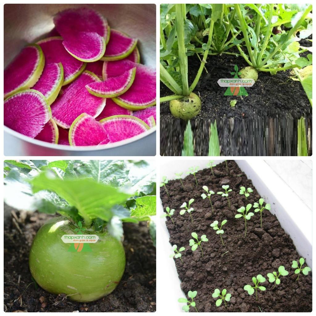 Hạt Giống Củ Cải Xanh Ruột Đỏ -