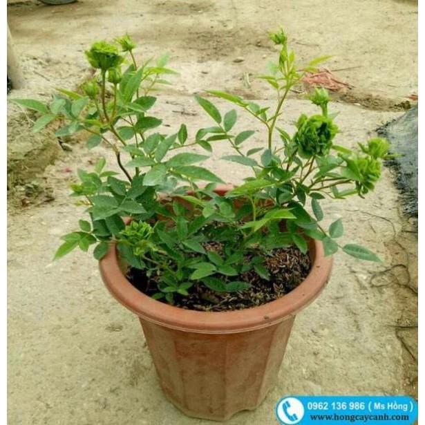 Cây hoa hồng xanh đang nụ