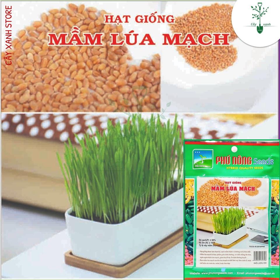 Hạt Giống Cỏ Lúa Mì (Mầm Lúa Mạch) Dễ Trồng, Thơm Ngon, Nhanh Thu Hoạch - Gói 100gr