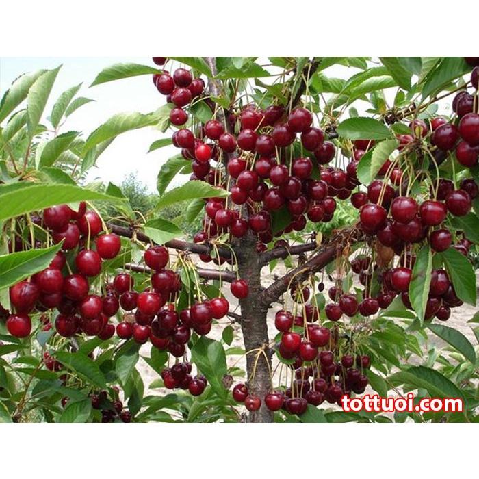 Cây giống cherry anh đào mỹ ra quả quanh năm- cây giống nhập khẩu