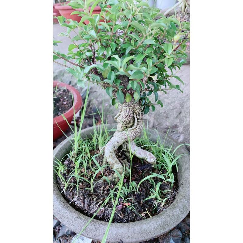 Hồng Ngọc Mai Bonsai Gốc 4-5cm