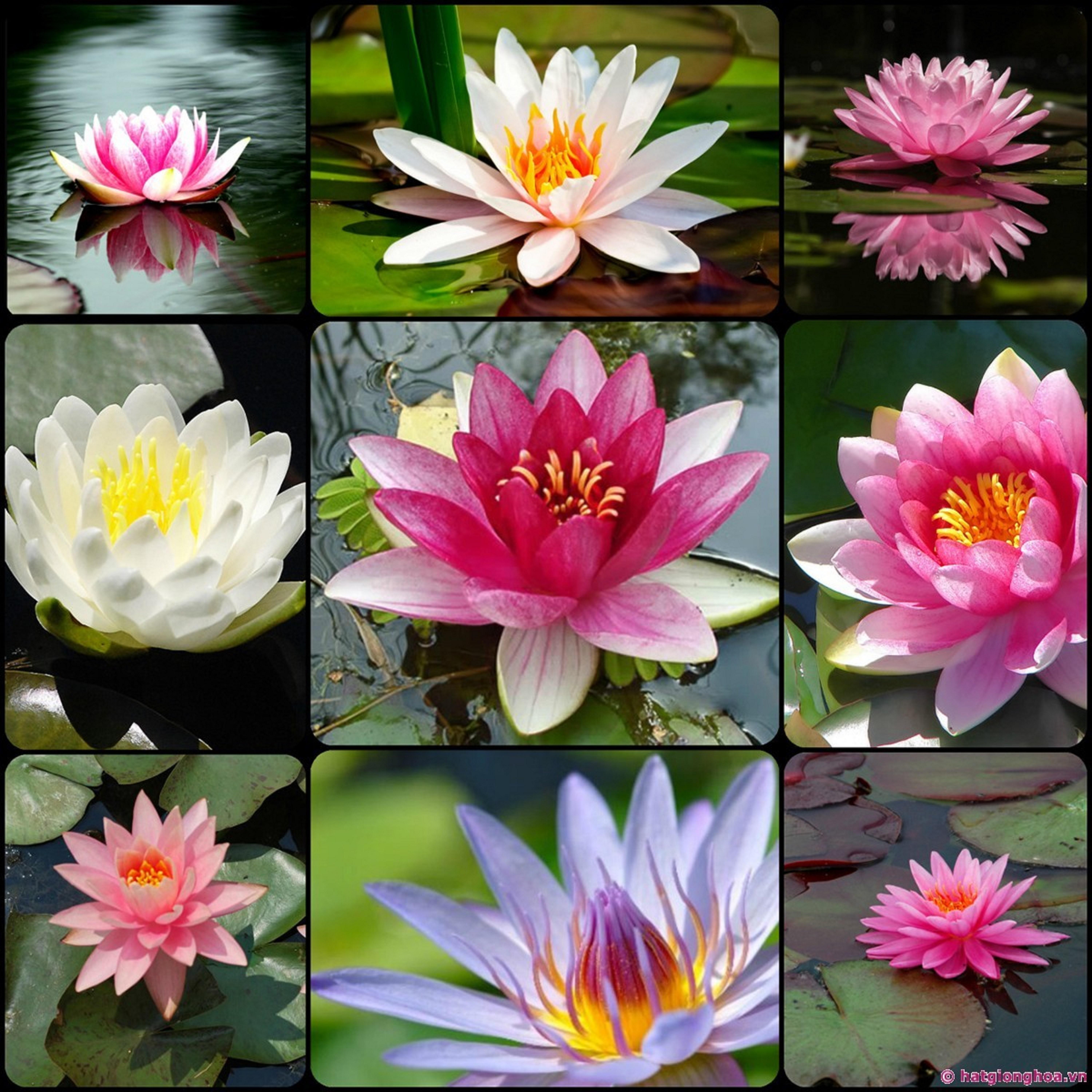 Cây hoa súng Thái