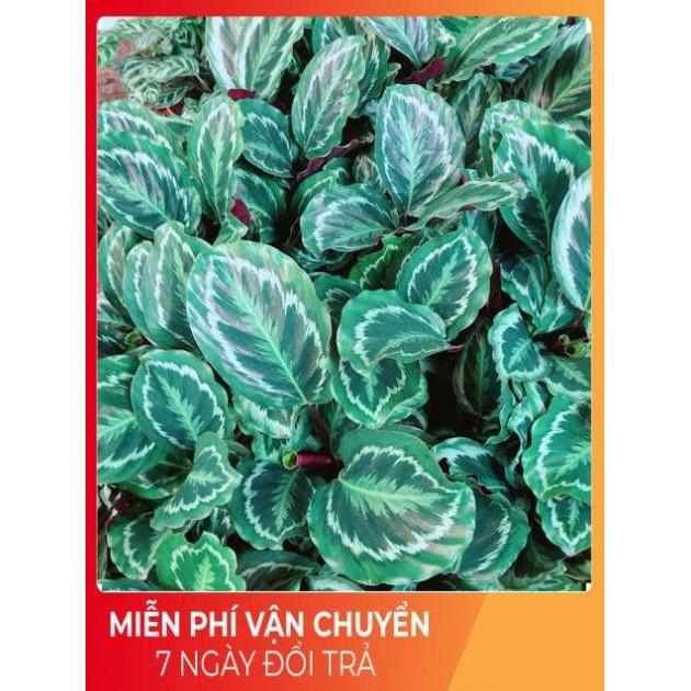 Đuôi Công Xanh