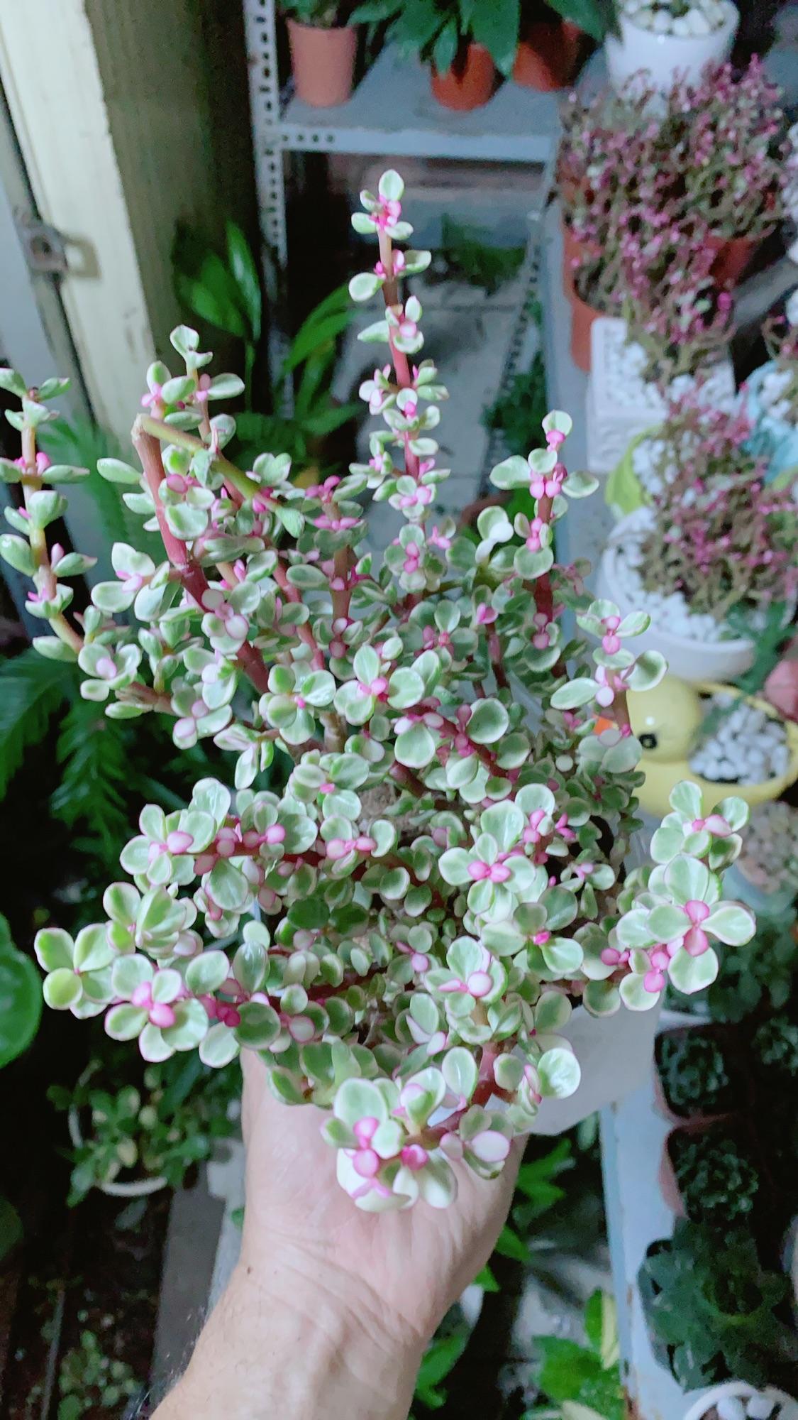 Cây Cành Vàng Lá Ngọc
