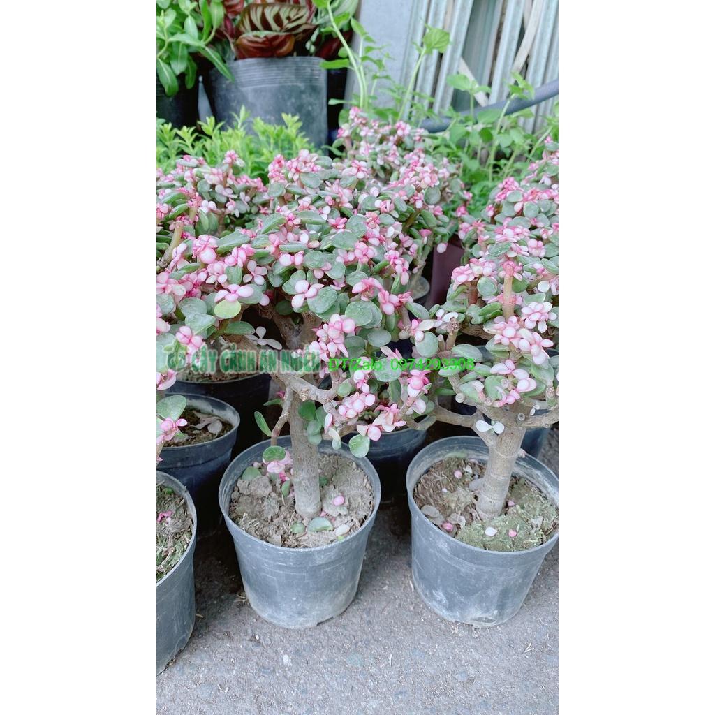 Cây Cành Vàng Lá Ngọc